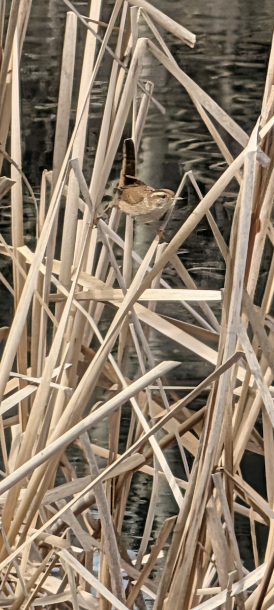 Bataklık Çıtkuşu - ML652872592