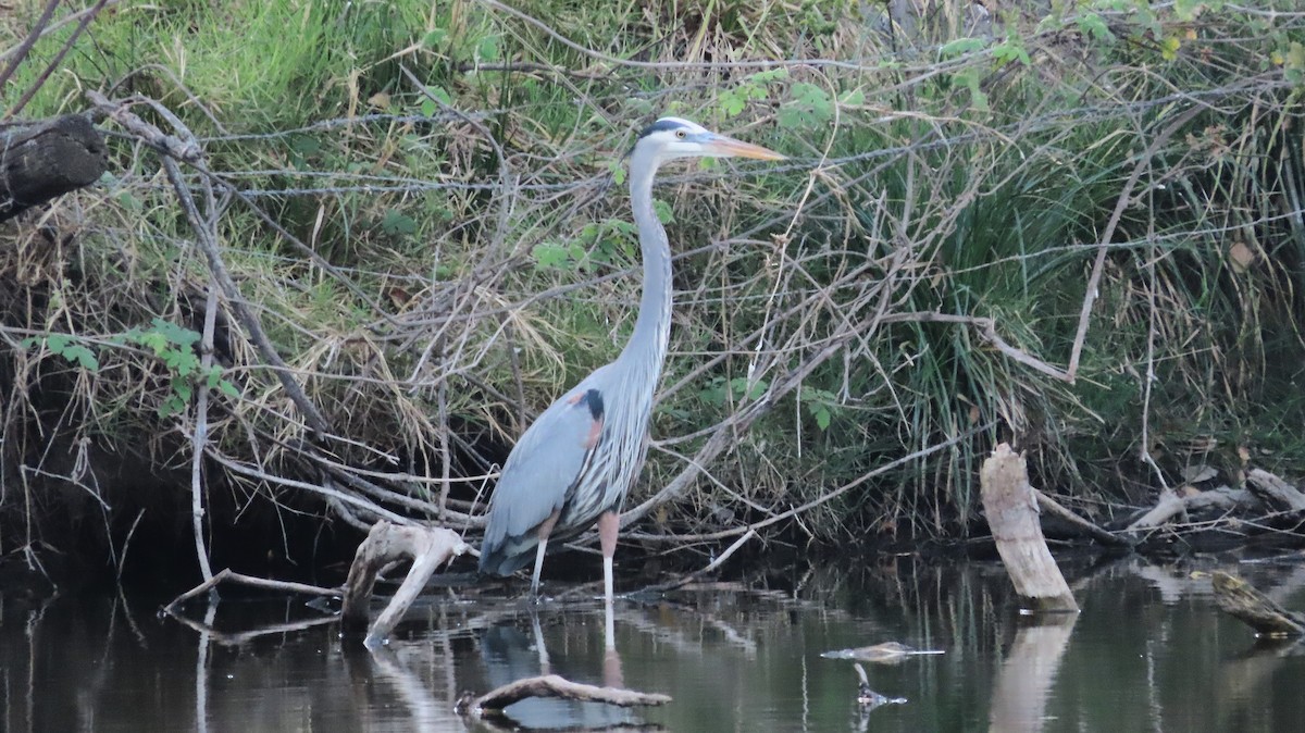 Great Blue Heron - ML652872634
