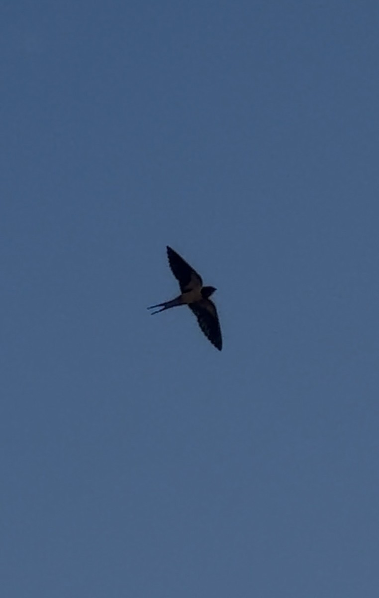 vlaštovka obecná - ML652872647