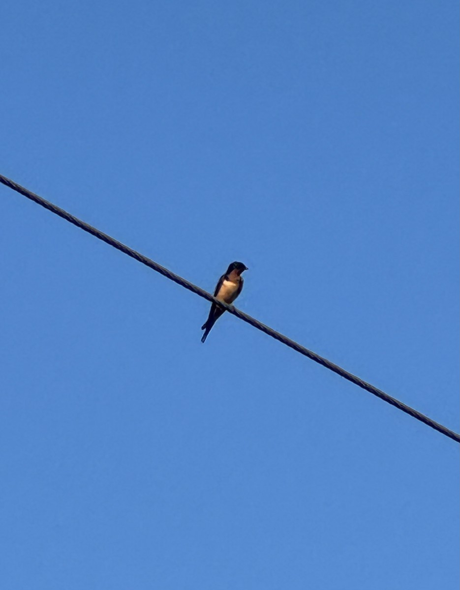 vlaštovka obecná - ML652872648