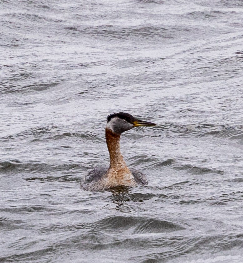 Red-necked Grebe - ML652872773