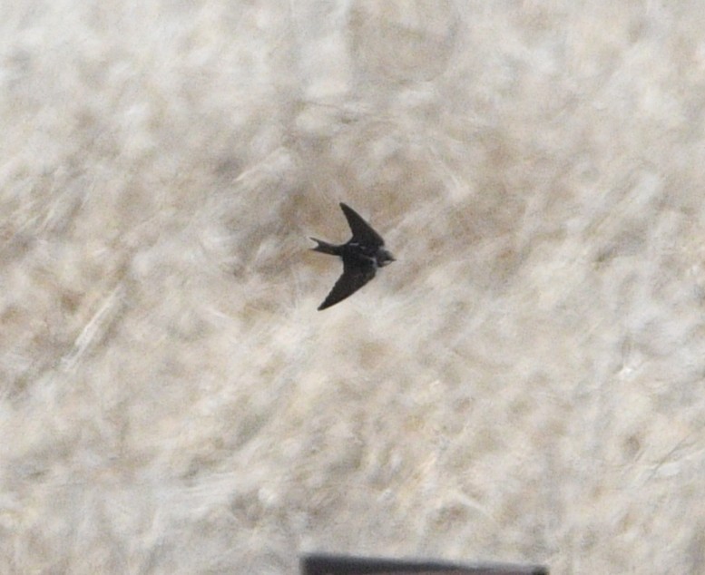 vlaštovka obecná - ML652873592