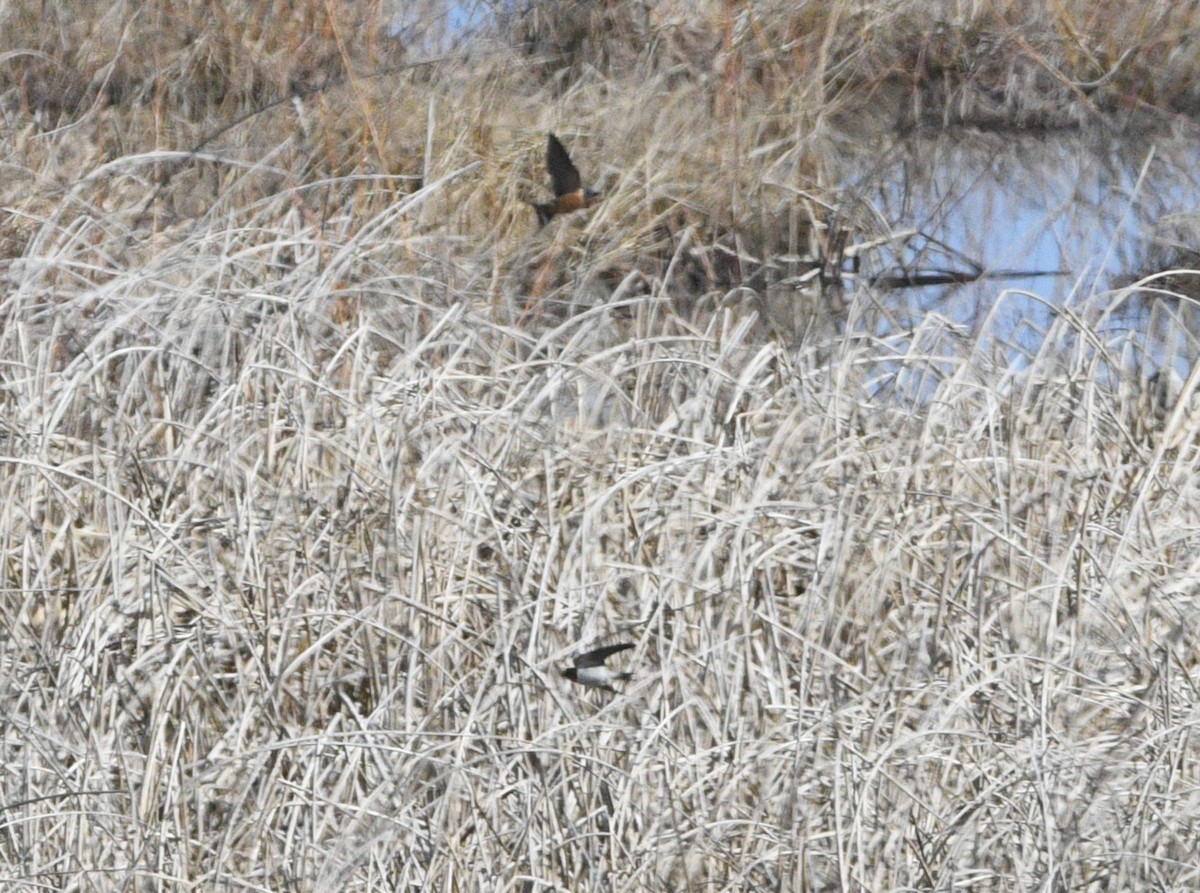 vlaštovka obecná - ML652873601