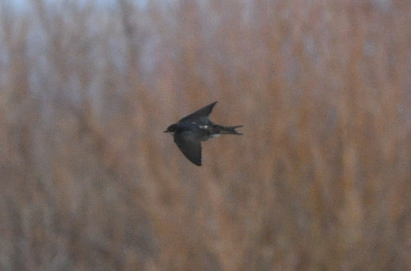 vlaštovka obecná - ML652873617