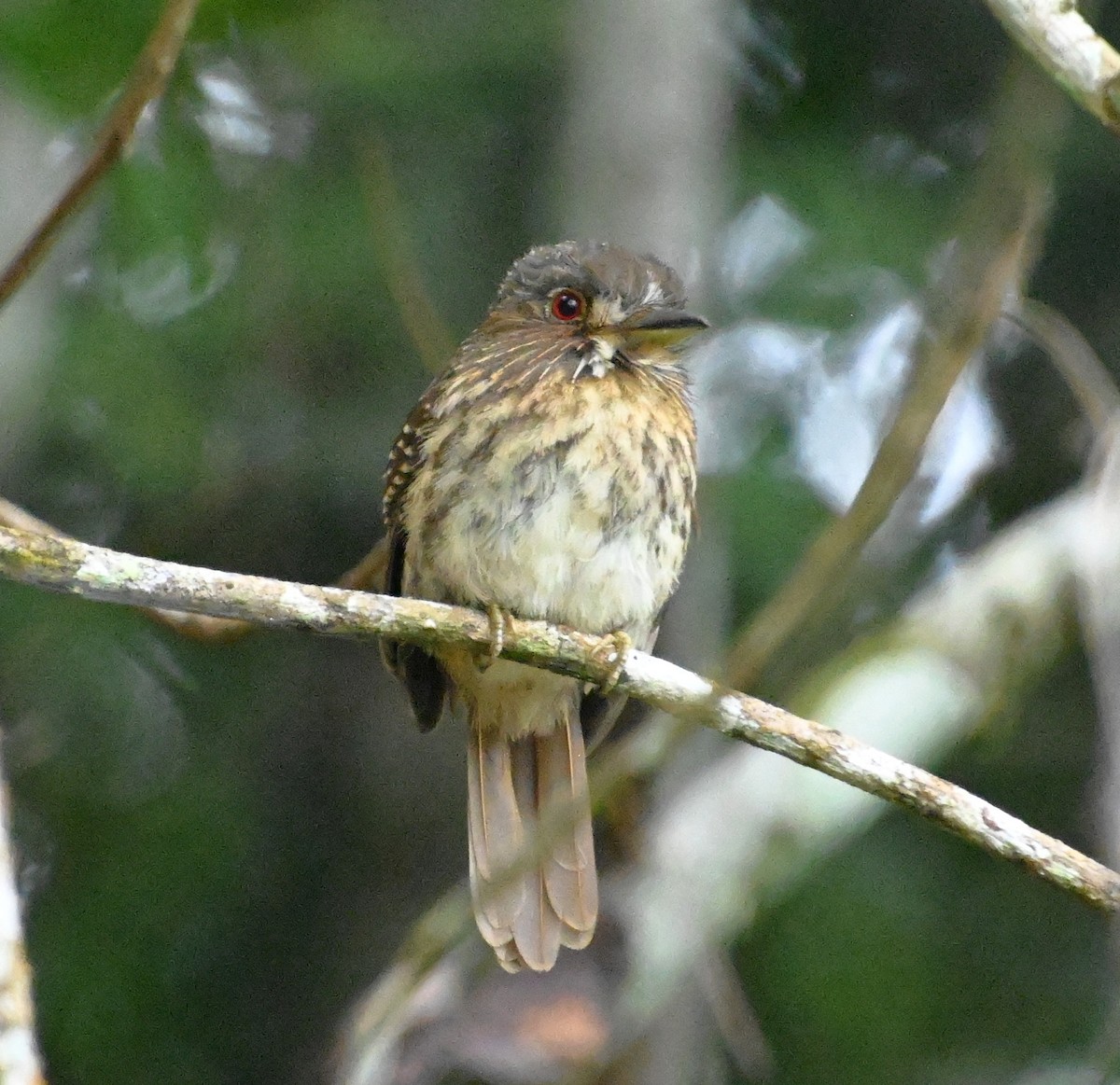 hvitskjeggdovenfugl - ML652873922