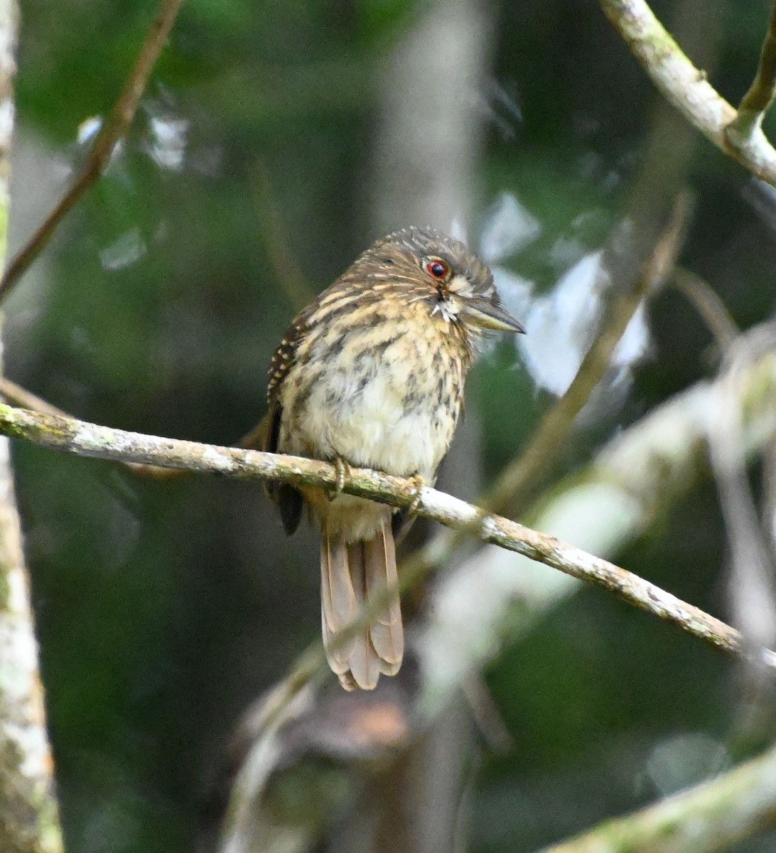 hvitskjeggdovenfugl - ML652873923