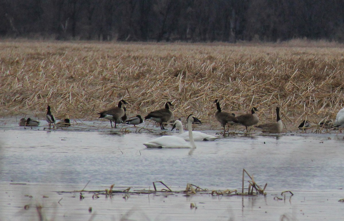 Tundra Swan - ML652873961