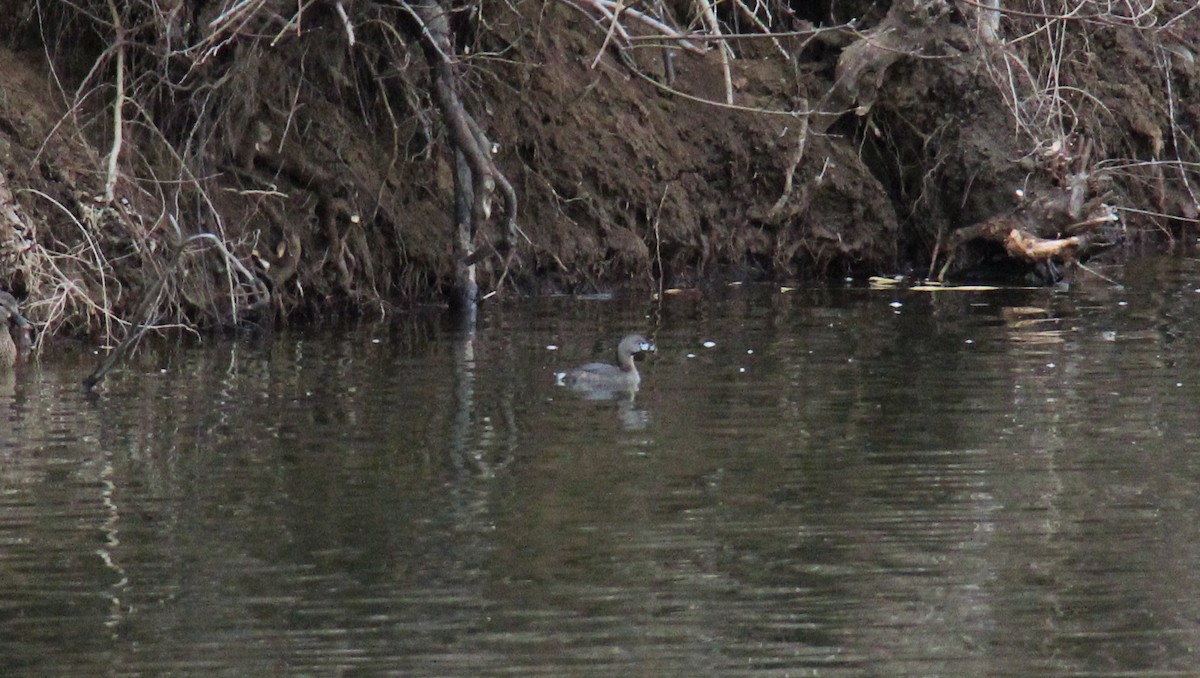 Pied-billed Grebe - ML652873980