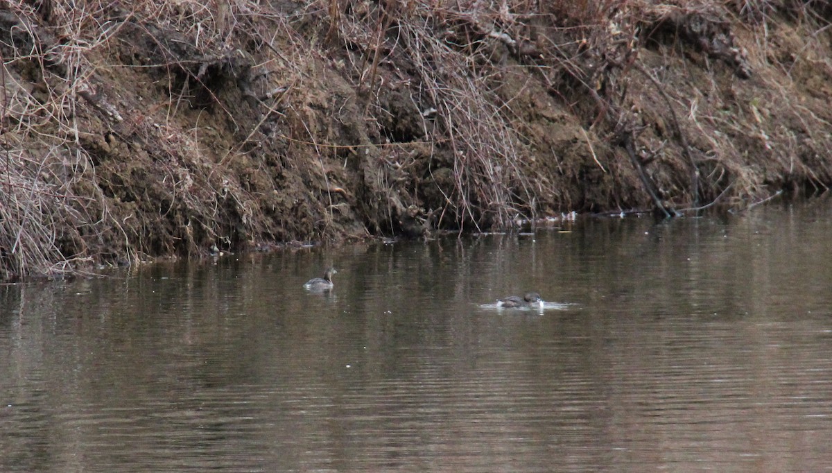 Pied-billed Grebe - ML652873981