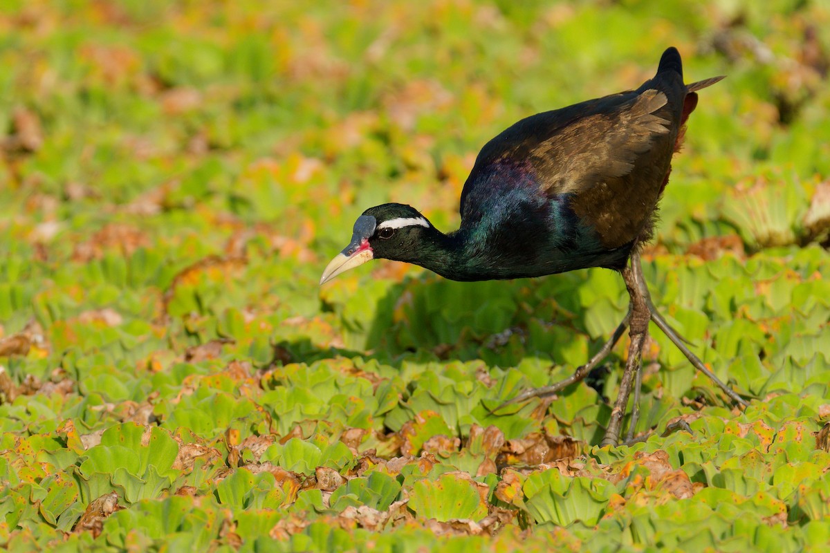 アジアレンカク - ML652873996