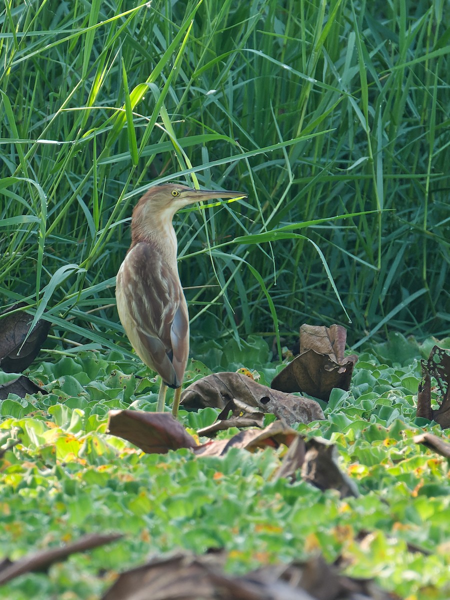 ヨシゴイ - ML652874173