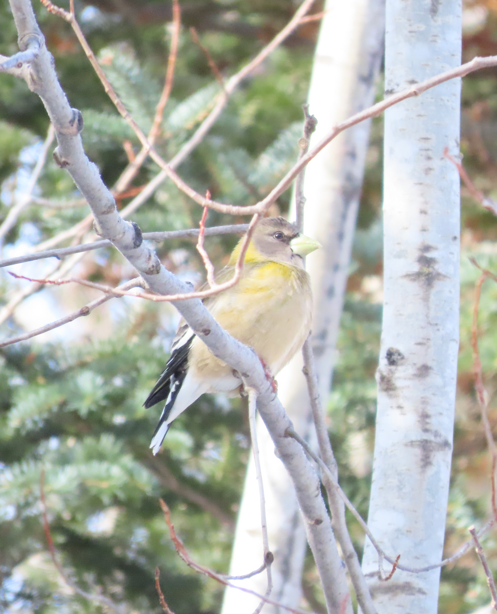 Evening Grosbeak - ML652874334