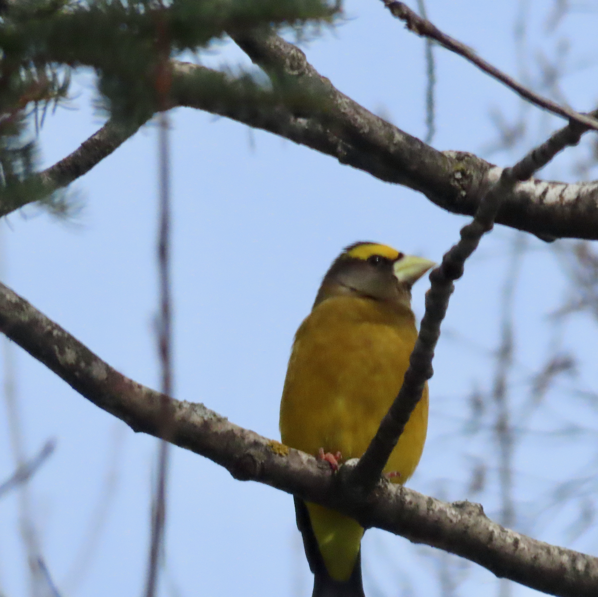 Evening Grosbeak - ML652874336