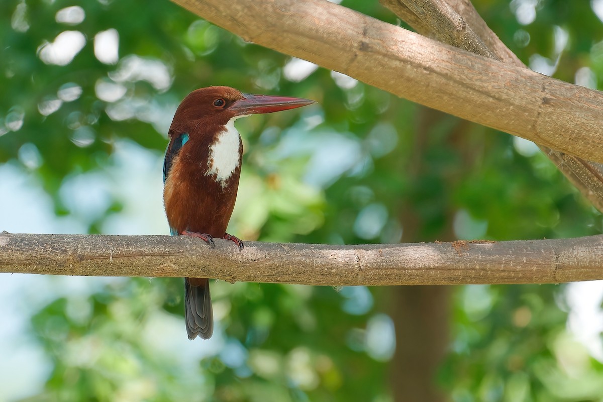 アオショウビン - ML652874406