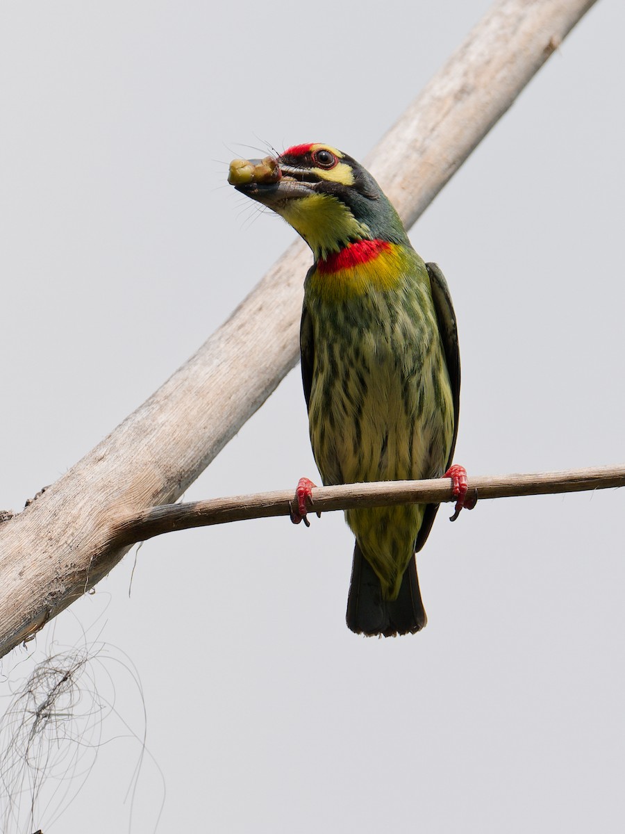 ムネアカゴシキドリ - ML652874474