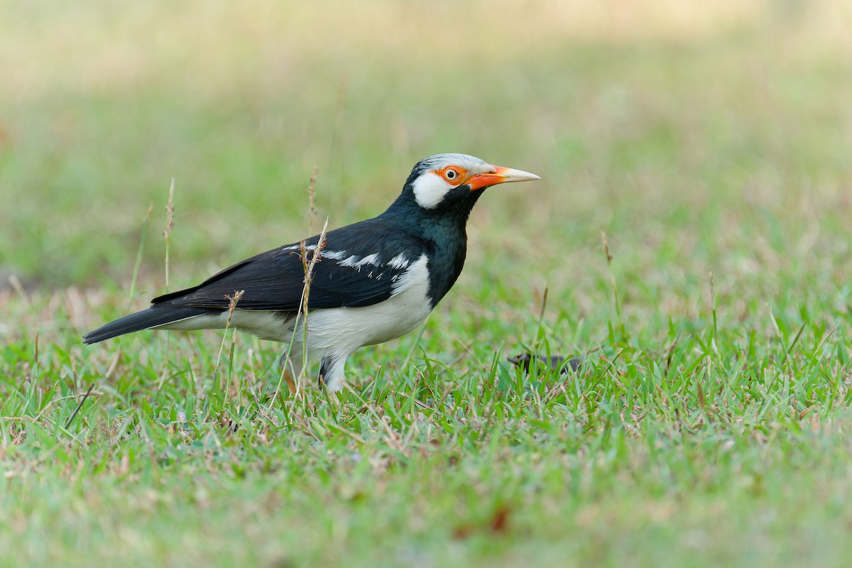 Siamese Pied Starling - ML652875178