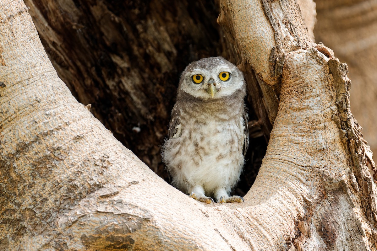 インドコキンメフクロウ - ML652875253