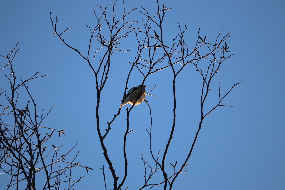 Evening Grosbeak - ML652875327