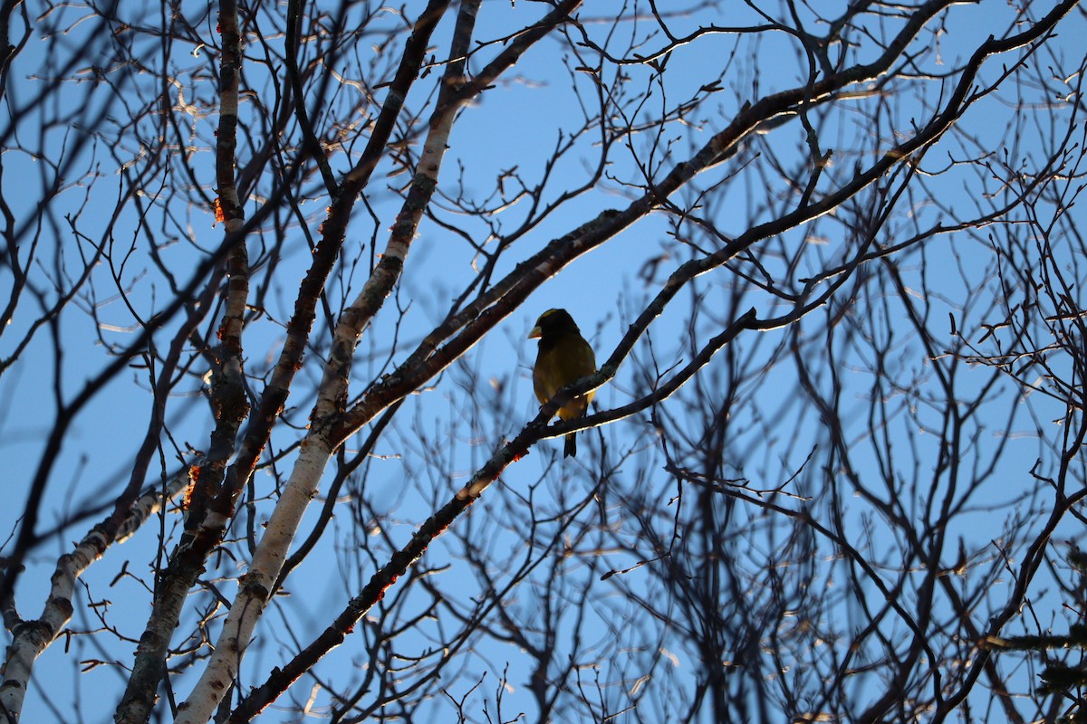 Evening Grosbeak - ML652875328