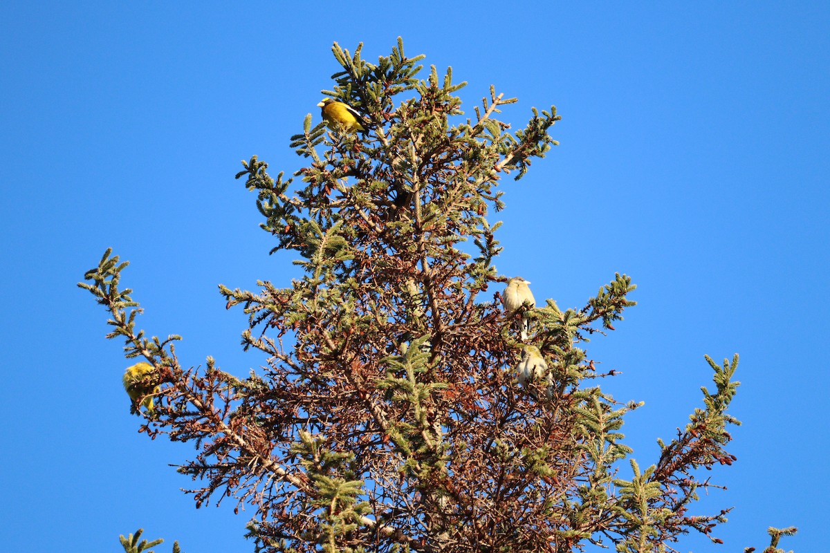 Evening Grosbeak - ML652875329