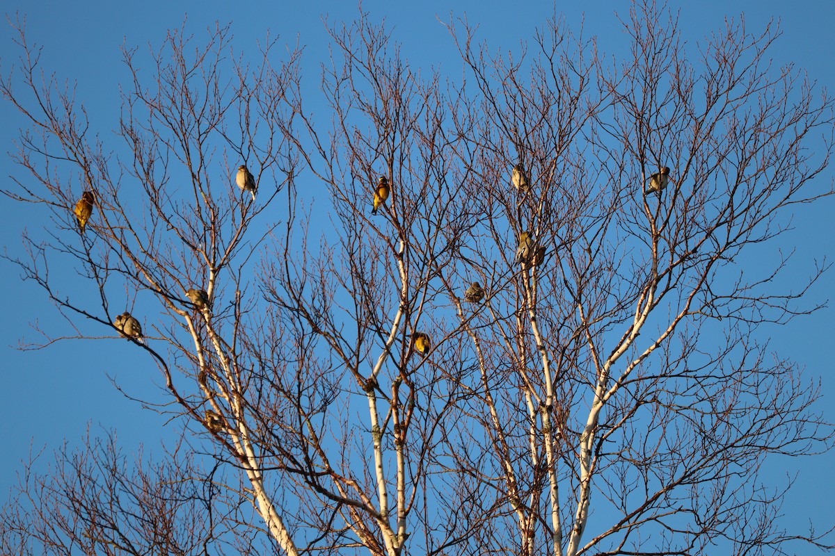 Evening Grosbeak - ML652875330