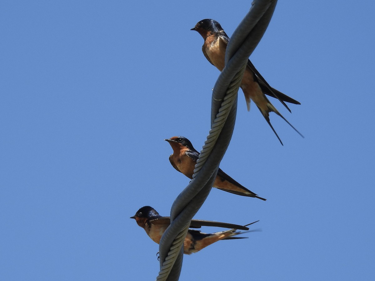 vlaštovka obecná - ML652875333