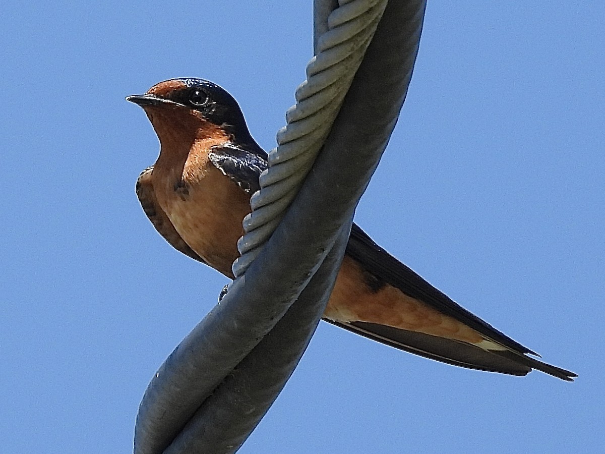 vlaštovka obecná - ML652875334