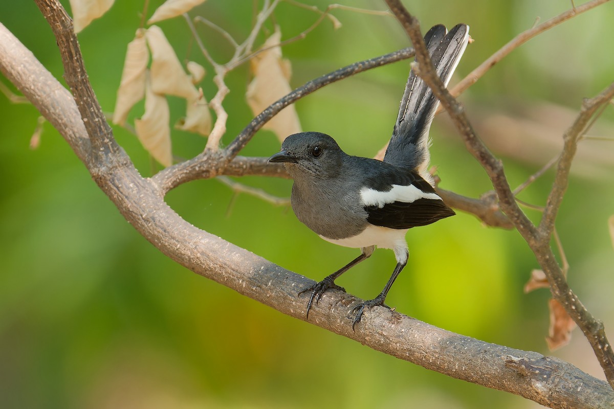 シキチョウ - ML652875341