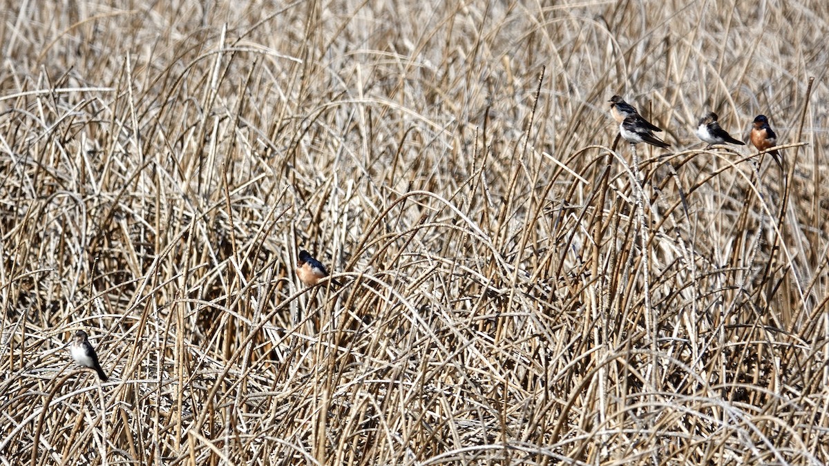 vlaštovka obecná - ML652875435