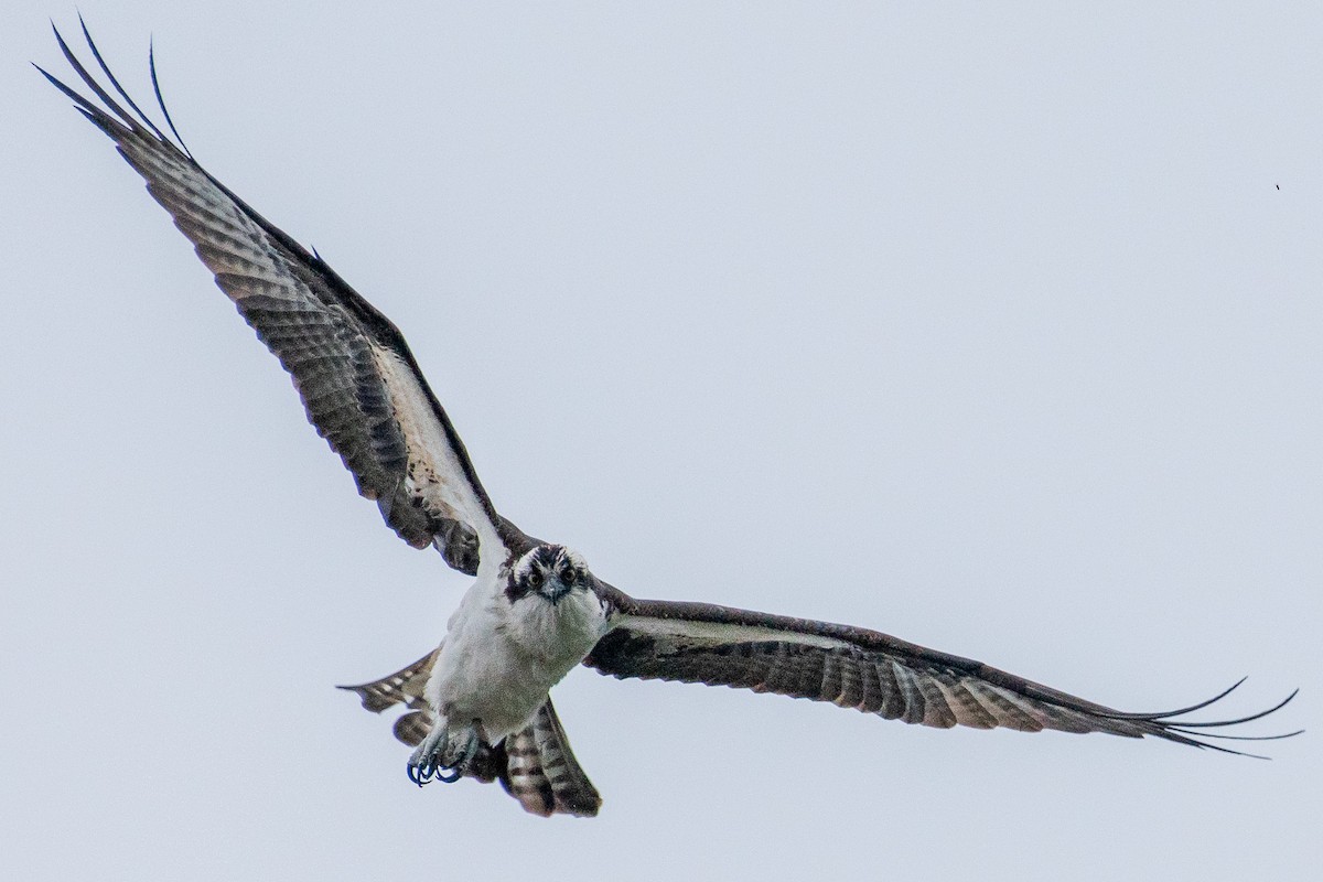 Arrano arrantzalea - ML652875661