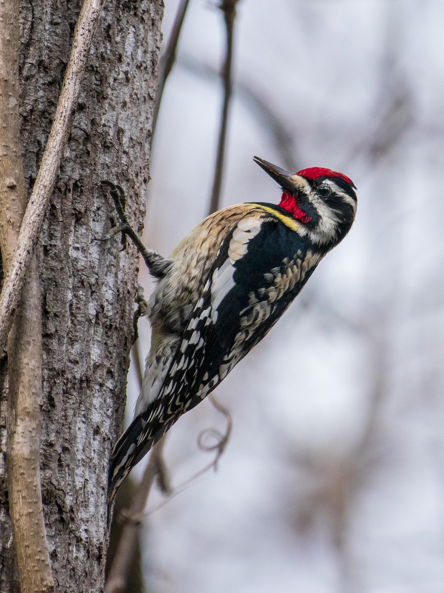 Yellow-bellied Sapsucker - ML652875672
