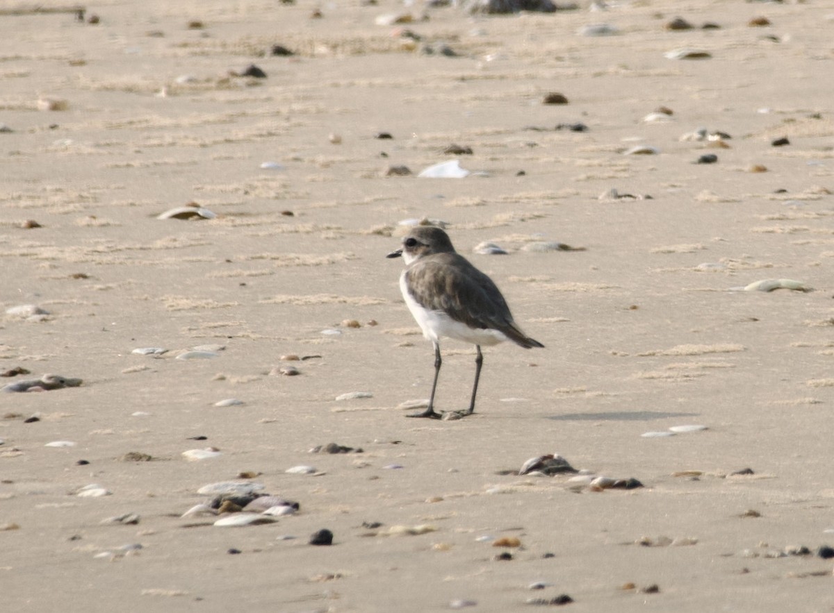 Tibet Cılıbıtı - ML652875702