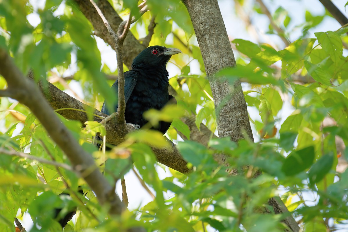 オニカッコウ - ML652875758