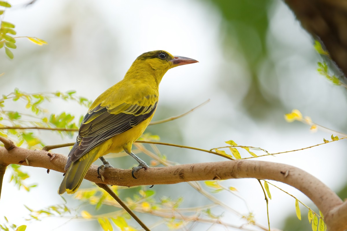 コウライウグイス - ML652875826