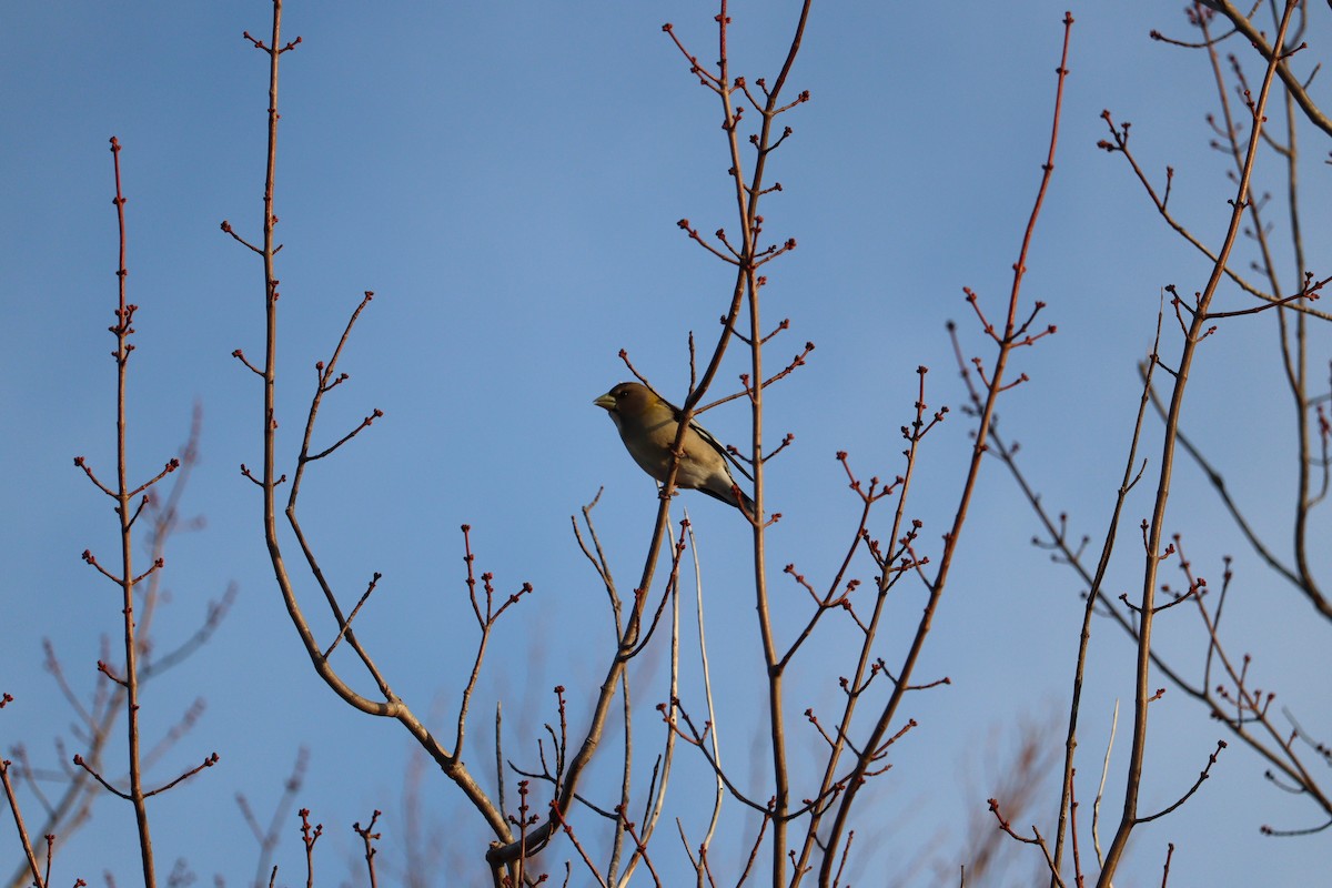 Evening Grosbeak - ML652875879