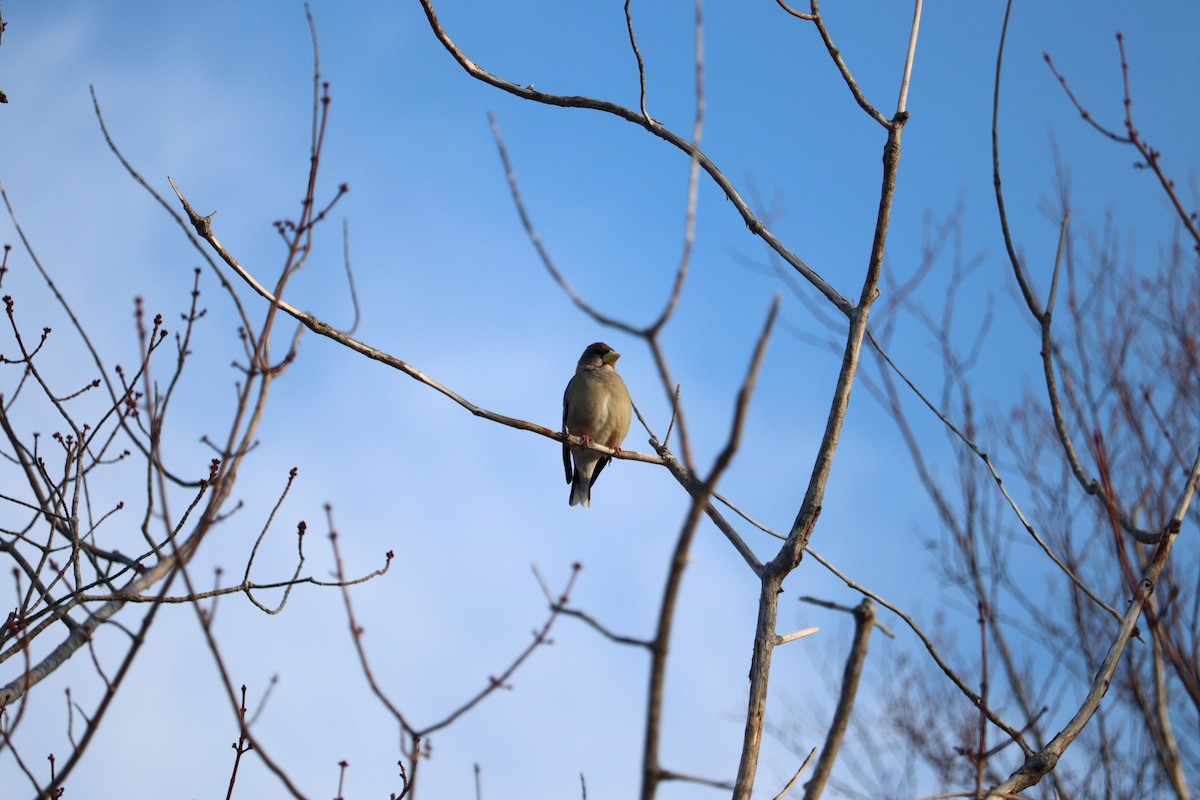 Evening Grosbeak - ML652875880