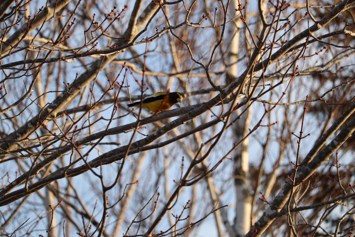 Evening Grosbeak - ML652875881