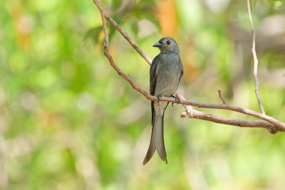 ハイイロオウチュウ - ML652876005