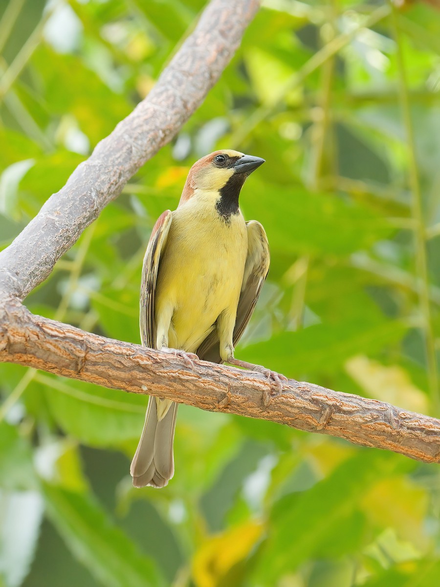 セアカスズメ - ML652876079