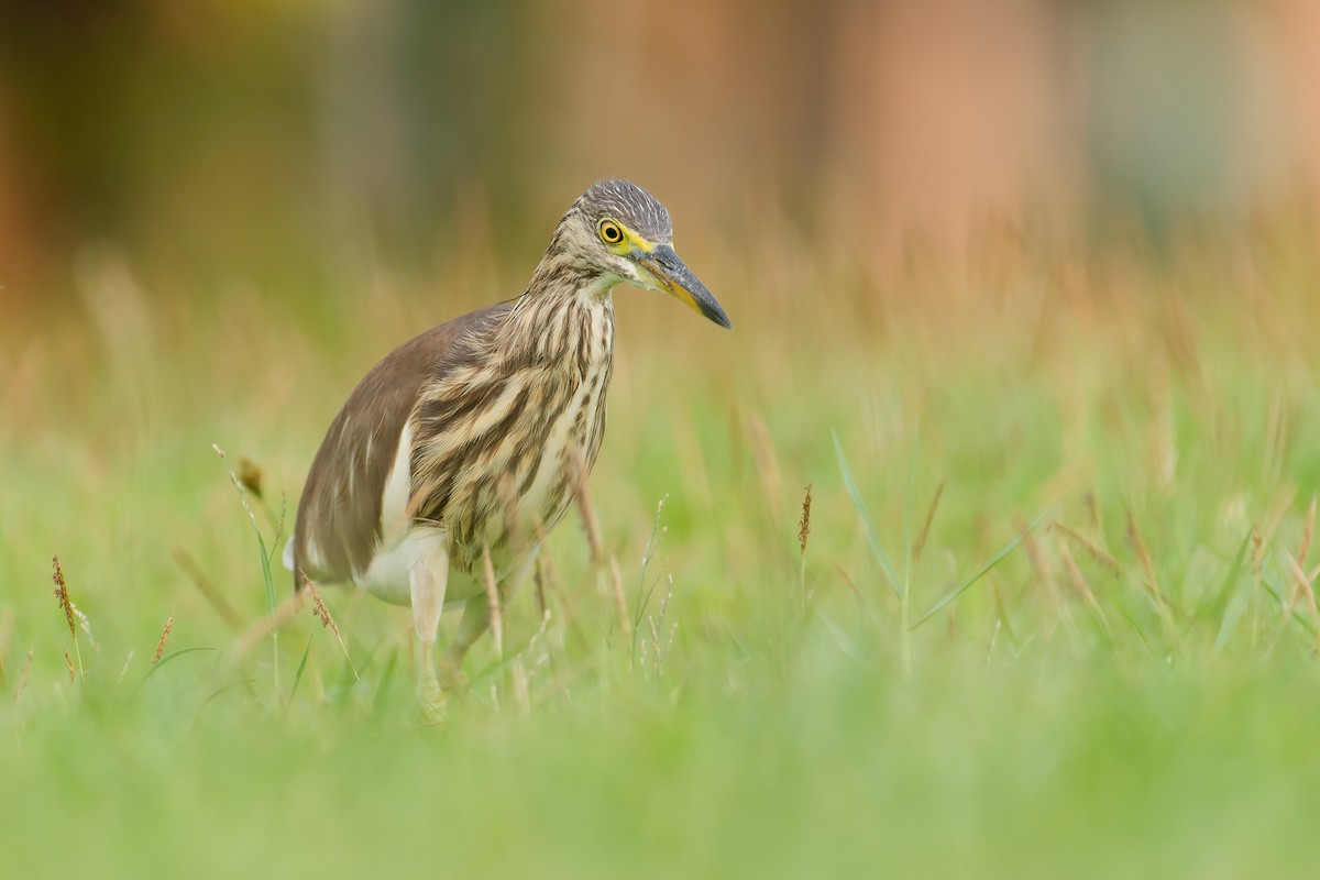 ジャワアカガシラサギ - ML652876177