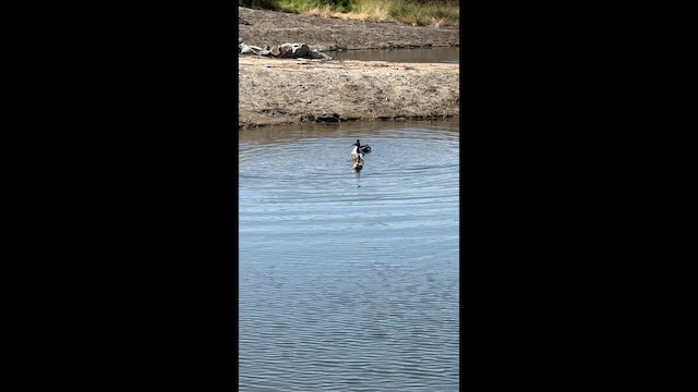 lžičák pestrý - ML652876564