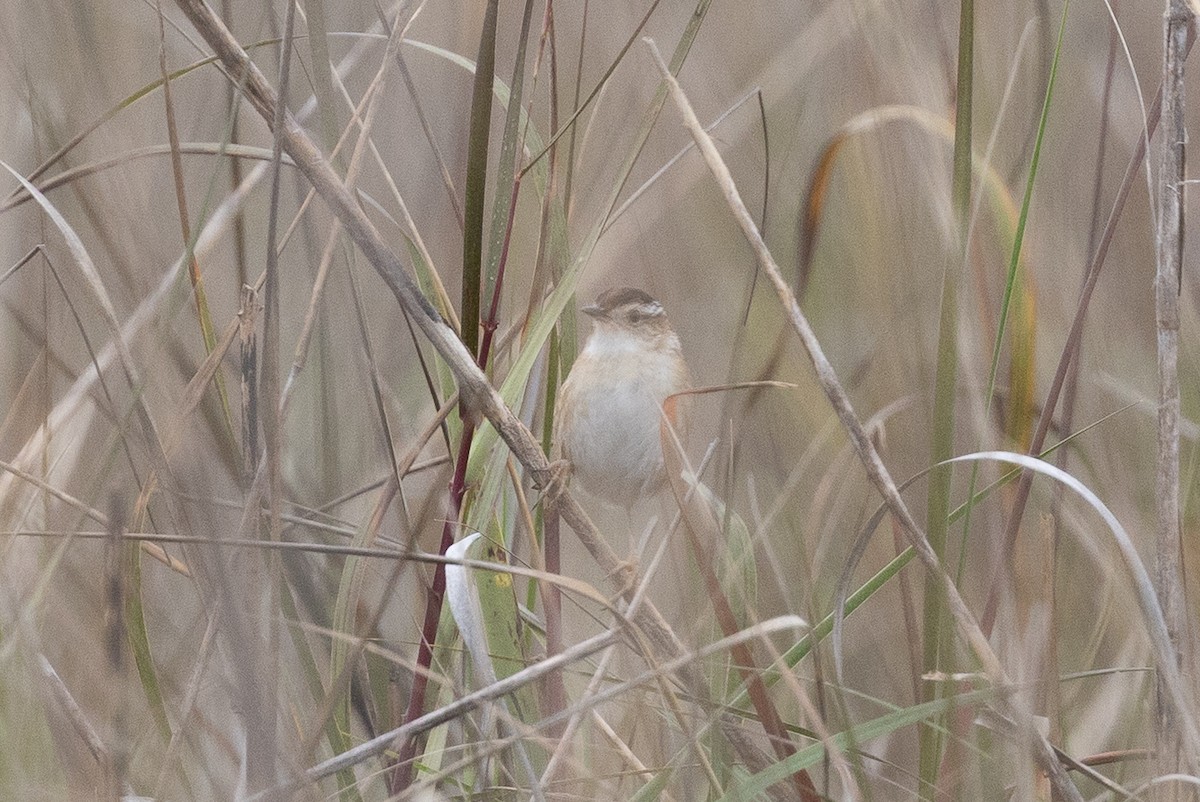 Bataklık Çıtkuşu - ML652876626