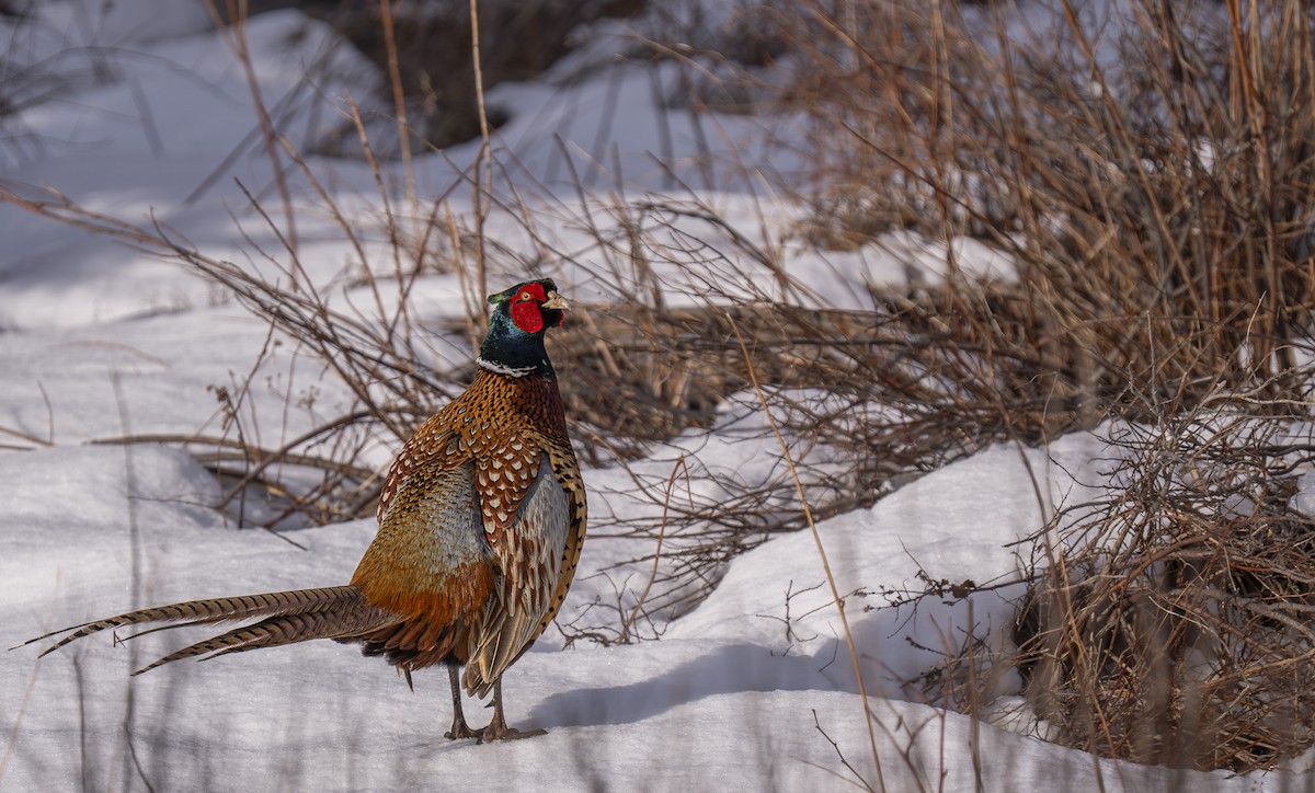 Faisan de Colchide - ML652876694