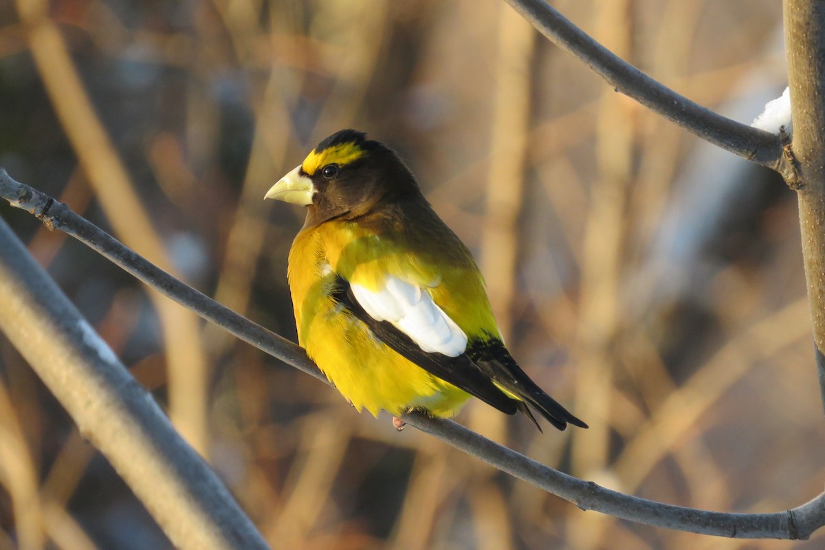 Evening Grosbeak - ML652876708