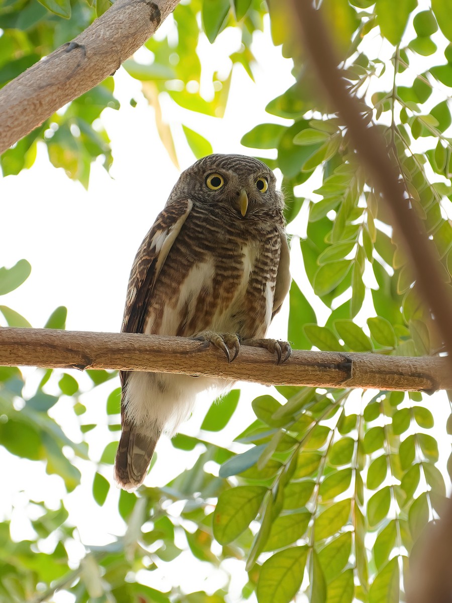 オオスズメフクロウ - ML652876967