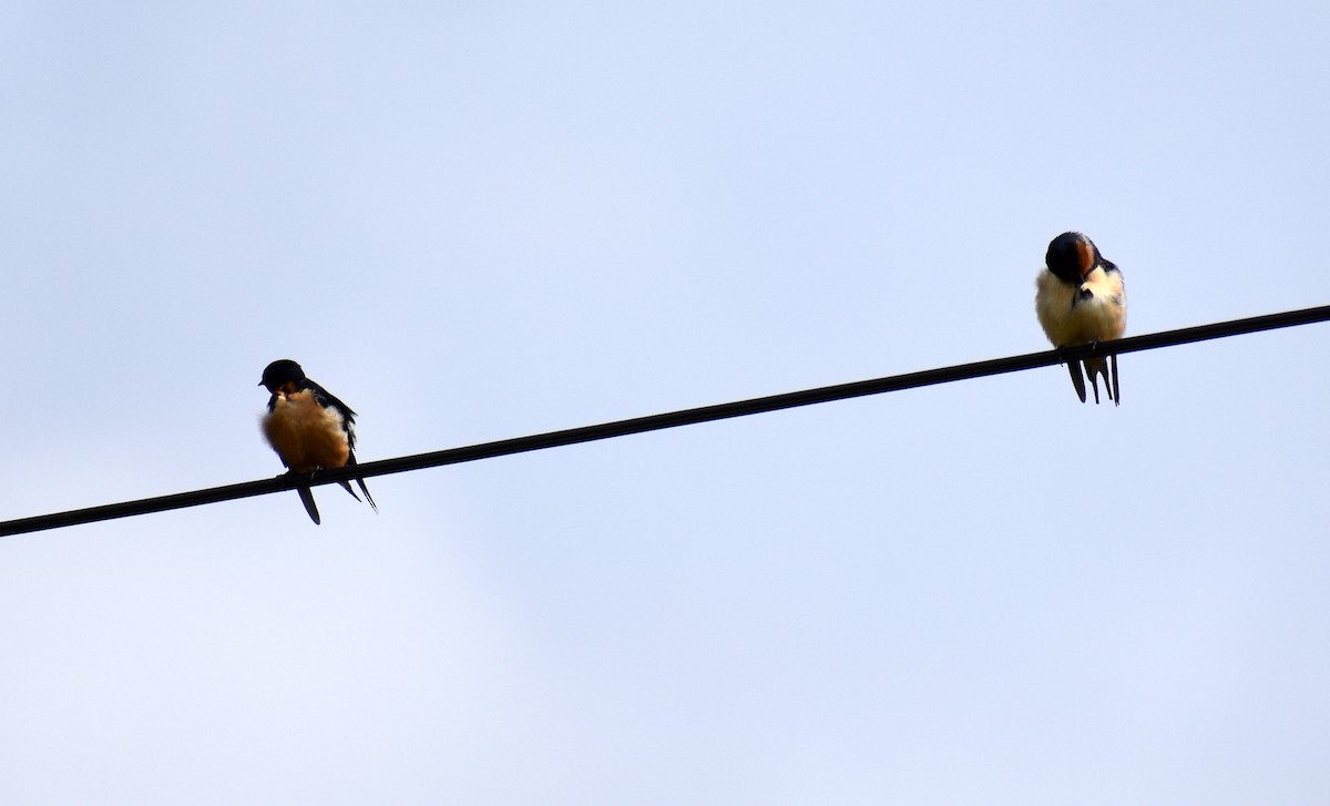 vlaštovka obecná - ML652876999