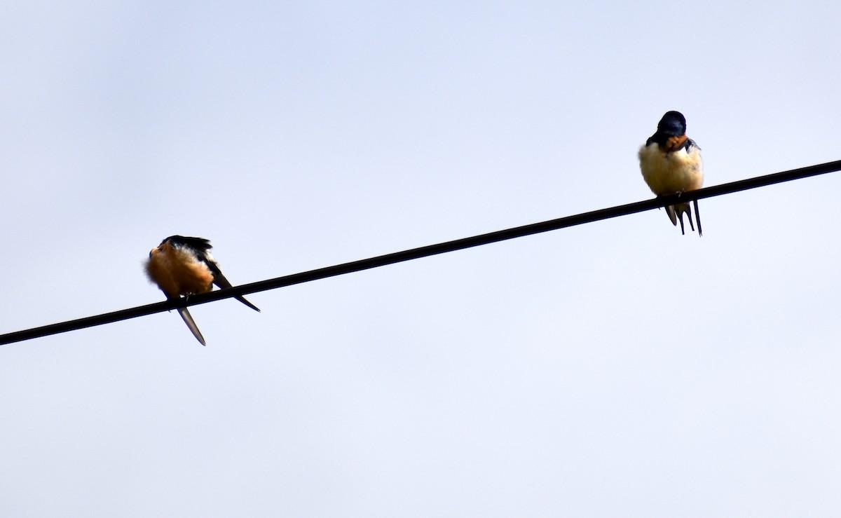 vlaštovka obecná - ML652877000