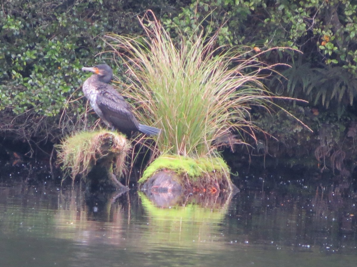 Great Cormorant - ML652877116