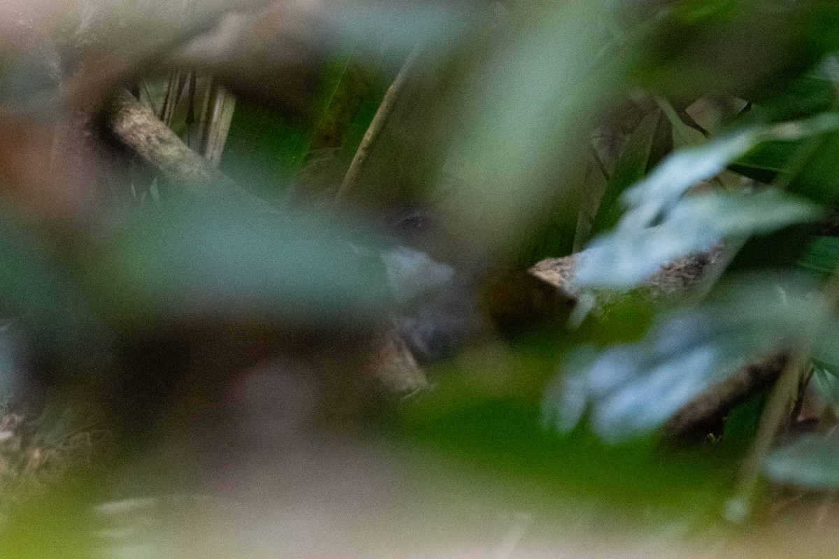 Sierra Nevada Brushfinch - ML652877252