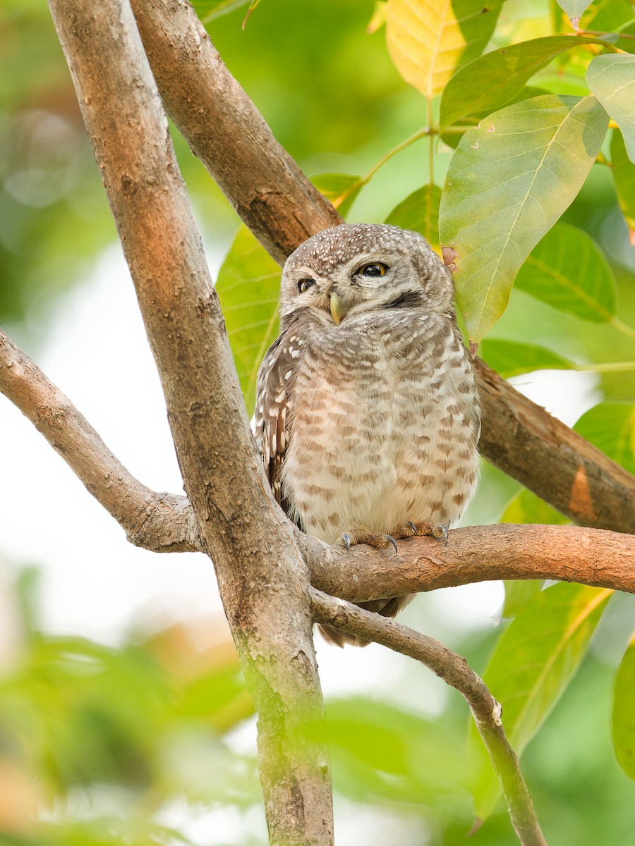 インドコキンメフクロウ - ML652877330